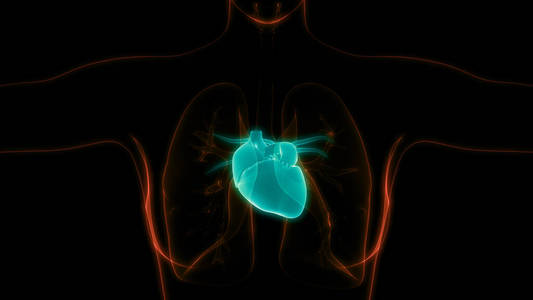 解剖 生物学 中庭 心跳 医学 三维 击败 骨架 人类 心脏病学