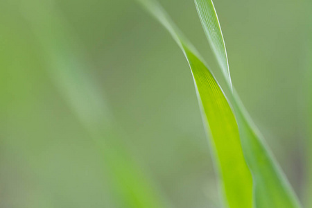 季节 树叶 模糊 生长 太阳 春天 集中 植物 夏天 绿色植物