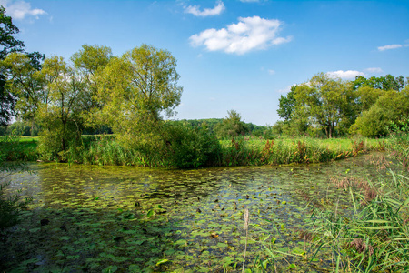 乡村景观中的池塘图片