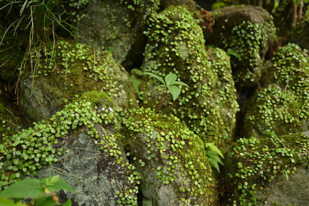 植物 自然 日本 旅行 花园 森林 苔藓 石头