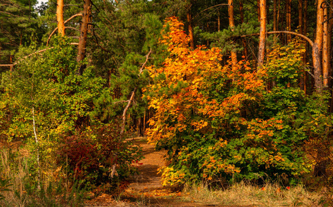 九月 季节 自然 森林 美丽的 颜色 植物 公园 秋天 木材
