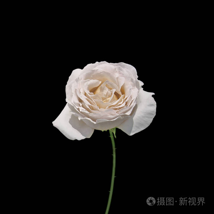 黑色背景上孤立的美丽白玫瑰