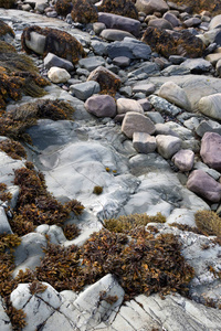 Bladder wrack seaweed growing on rocky shore and visible at low 