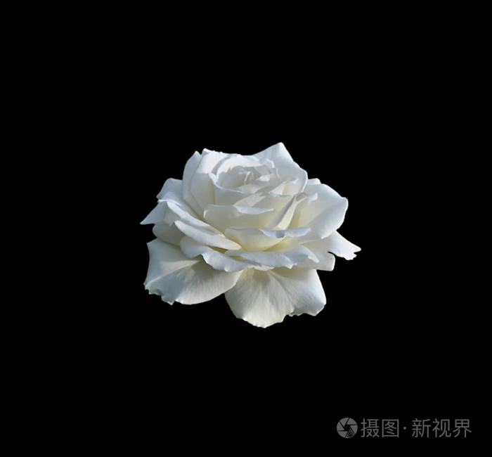 黑色背景上孤立的美丽白玫瑰