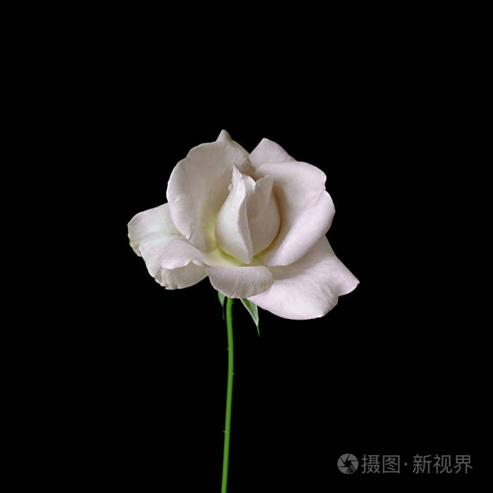 黑色背景上孤立的美丽白玫瑰