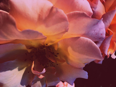 夕阳下盛开的玫瑰，美丽的花香背景