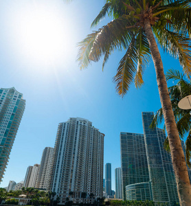 迈阿密河畔的摩天大楼和棕榈树在阳光明媚的日子里漫步