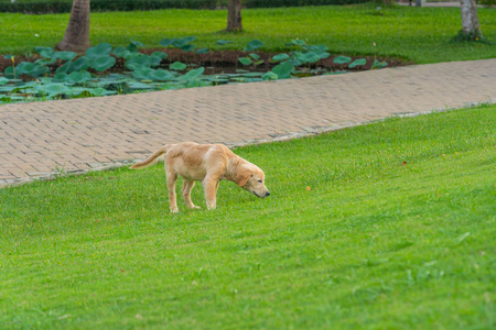 可爱的金毛猎犬喜欢在公园散步
