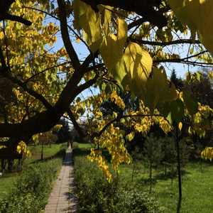 树叶 落下 夏天 橡树 颜色 季节 自然 秋天 风景 天空