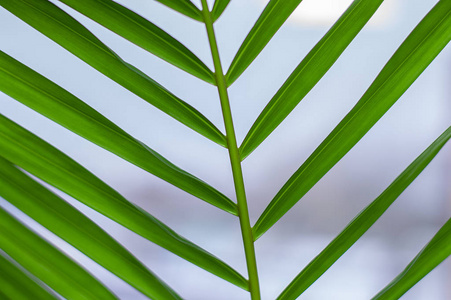 夏天 植物 框架 植被 分支 特写镜头 颜色 棕榈 郁郁葱葱