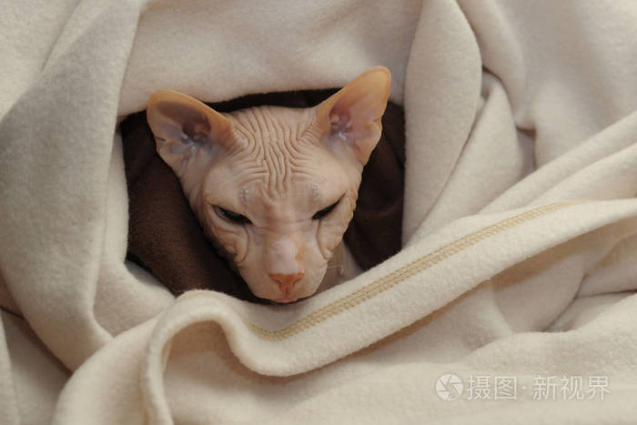 猫科动物斯芬克斯特写穿着米色格子花纹的斯芬克斯猫