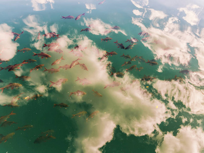 游泳 动物 风景 颜色 美丽的 钓鱼 淡水 夏天 水族馆