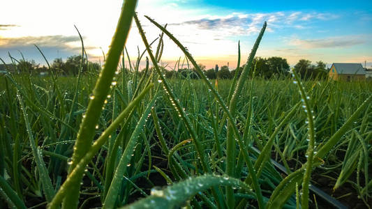 农场 生长 自然 食物 风景 农业 蔬菜 植物 地面 农事