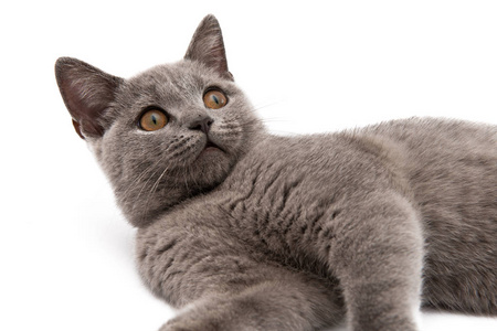 gray cat isolated 