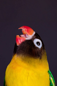 Lovebirds on a branch 