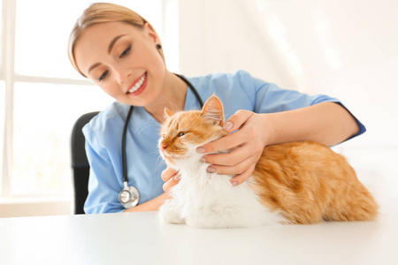 女兽医在诊所检查可爱的猫