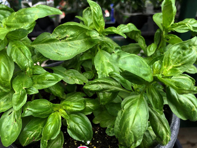 素食主义者 草本植物 健康 意大利语 自然 美味的 烹饪