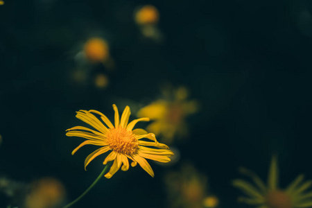 甘菊花背景自然背景