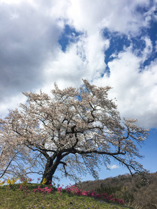 樱花路，靠近Shiroishi河