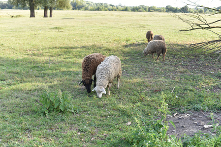 草地上绿草丛中的绵羊