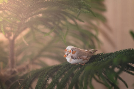 栖息在松枝上的钻石麻雀鸟图片