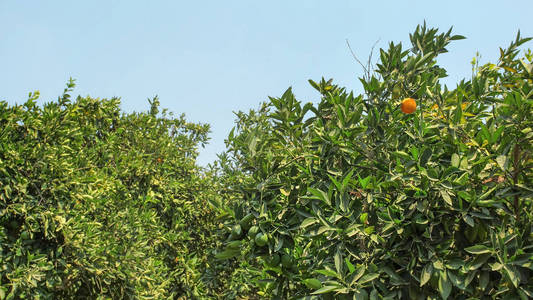柑橘类果树果园多数果实未成熟，只有一棵葛蒂