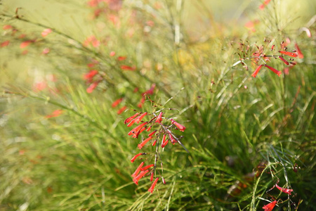 公园 树叶 季节 灌木 花的 美丽的 植物区系 花瓣 复制空间