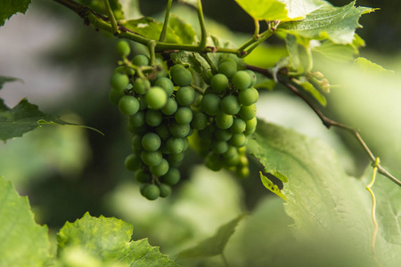 生长着一串串尚未成熟的绿色葡萄。在有机花园里，年轻的绿色葡萄挂在带绿叶的藤蔓上。农业。