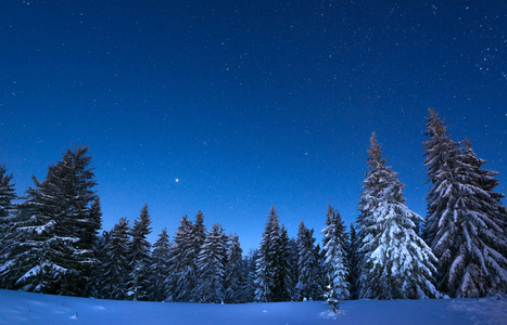 迷人的夜景雪松图片