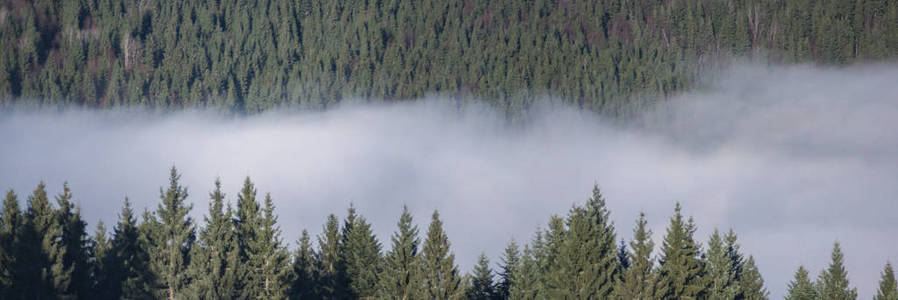 雾中山林