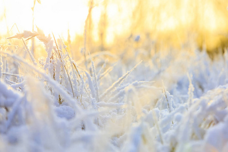 温暖阳光下雪枕下的植物图片