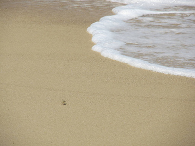 螃蟹逃离波浪，泰国，普吉岛