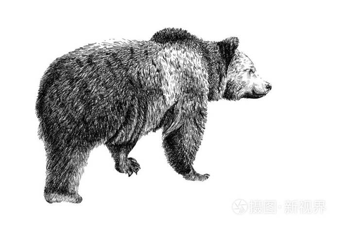 手绘熊素描图形单色插图