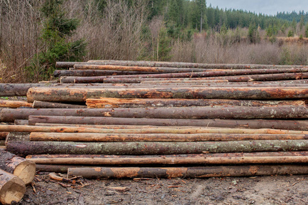 森林里松木的原木，堆成一堆。弗雷斯