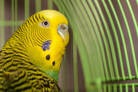 The beautiful pet wavy parrot is brightly greencolored. Green, 