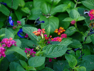 可爱的 春天 花园 植物学 花瓣 夏天 美丽的 自然 花束