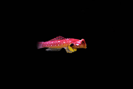 野生动物 坦克 新的 红宝石 小型摩托车 海的 生活 鱼类