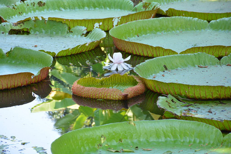 自然 公园 植物区系 植物