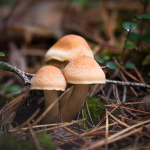 夏天 特写镜头 自然 食物 森林 植物 植物区系 蘑菇 牛肝菌
