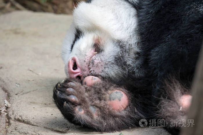 睡觉的大熊猫熊大熊猫杜林睡着了