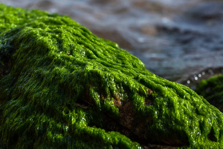 森林 美丽的 岩石 苔藓 环境 季节 海洋 天空 颜色 植物