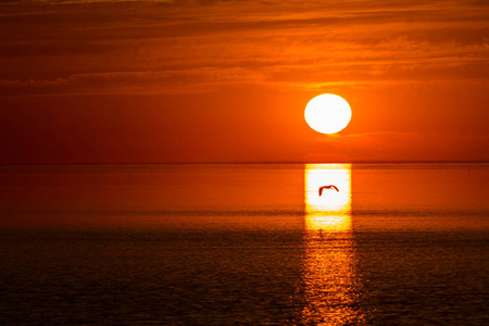黄昏 阳光 海岸 海洋 假期 旅游业 地平线 黎明 美女