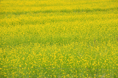 油菜花图片