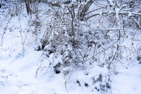 冬天雪地里结着果实的蔷薇灌木图片