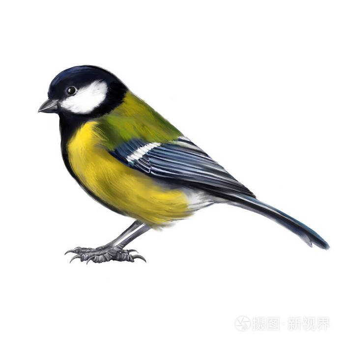 鸟山雀白色背景上独立的水彩画艺术插图