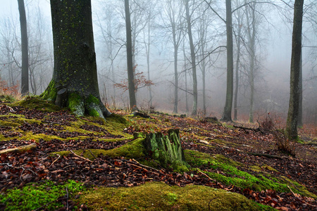 木材 落下 森林 季节 波兰 林地 美丽的 薄雾 风景 树叶