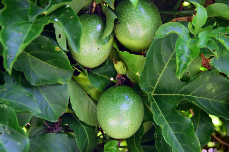 自然 植物 农业 分支 夏天 花园 水果 食物 甜的