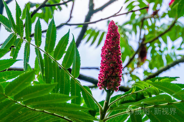 一个盛开花朵的鹿角漆树的特写热带腰果植物物种来自美国