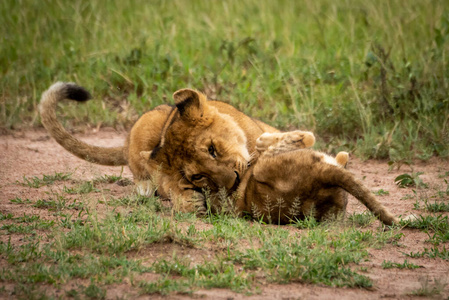 小狮子躺在草地上咬另一只