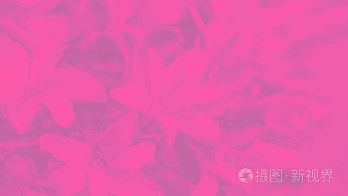 明亮的粉红色洋红色背景风信子花图案169全景格式